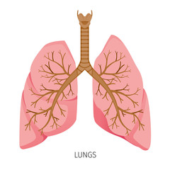 Lungs, Human Internal Organ Diagram, Physiology, Structure, Medical Profession, Morphology, Healthy