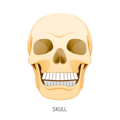 Skull, Human Internal Organs Organ Diagram, Physiology, Structure, Medical Profession, Morphology, Healthy