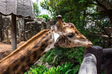Animal  Giraffe : 動物・キリン