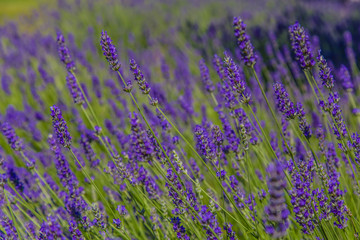 Obraz premium lavander
