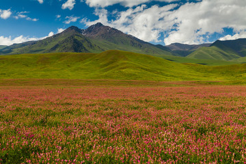 Fototapeta na wymiar Blooming valley with green mountains. Kyrgyzstan