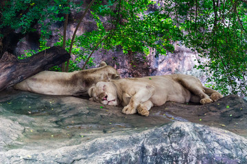 White Lions : 動物・白いライオン