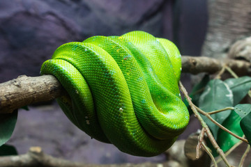 Snake at zoo :動物・ヘビ