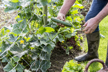 Man with a vegetable basket in garden