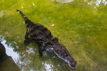 Crocodile Farm : 動物・クロコダイル・ワニ