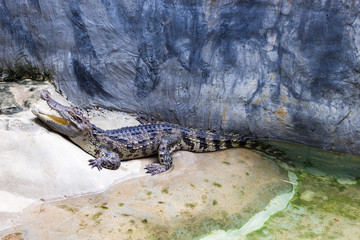 Crocodile Farm : 動物・クロコダイル・ワニ