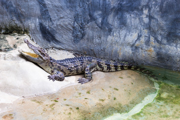 Crocodile Farm : 動物・クロコダイル・ワニ