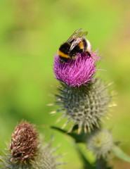 Bumble bee collects nectar from a thistle flower.
