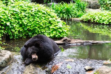 Sun Bear : 動物・マレーグマ