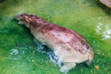Fototapeta premium Hippopotamus : カバ・かば・ヒポ