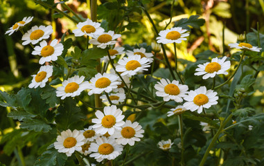 Tanacetum parthenium. Amargama, Matricaria.