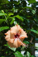 ハイビスカス
