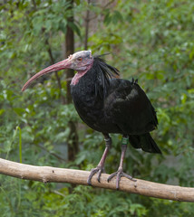 Waldrapp