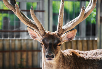 Close-up portrait of red deer.