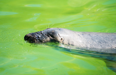 Fur Seal swimming in national park.