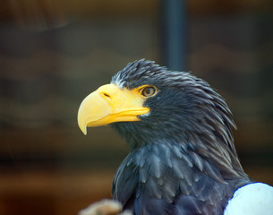 Portrait view of steller's sea-eagle.