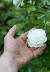 Gardener cares for a white rose in the garden.