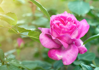 Pink rose blooms in the garden.