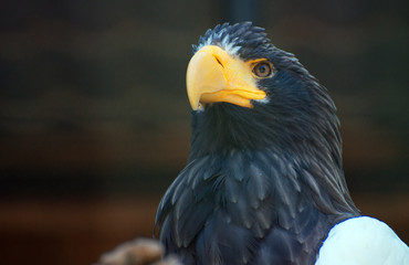 Portrait view of steller's sea-eagle.