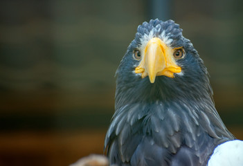 Portrait view of steller's sea-eagle.