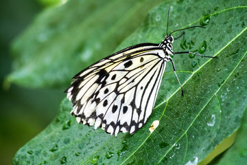 butterfly in the nature green forest habitat