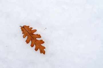 Autumn oak leaf on the snow