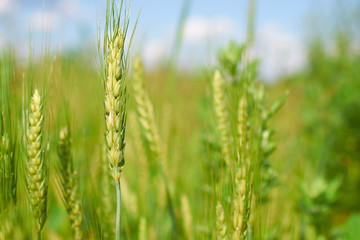 young green wheat ears on field