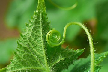 helix they escape cucumber