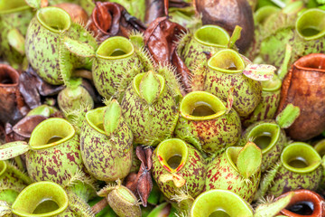 nepenthes plant,monkey cups the nepenthes tropical plant,