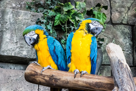 Couple blue-yellow parrots sit on a branch