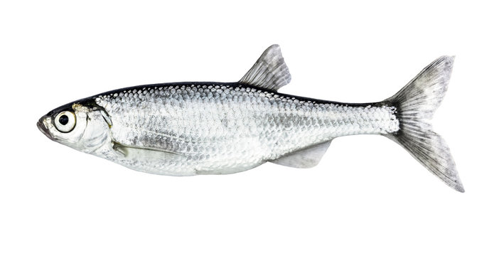 Fish isolated bleak (Alburnus)