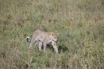 Leopard Kenya Africa savannah wild animal cat mammal