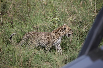 Leopard Kenya Africa savannah wild animal cat mammal