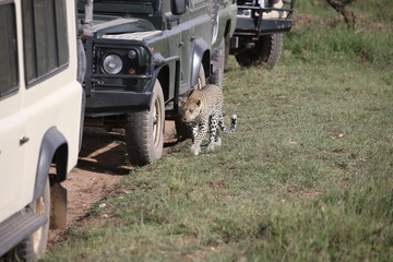 Fototapeta premium Leopard Kenya Africa savannah wild animal cat mammal