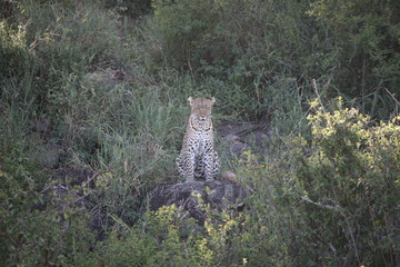 Leopard Kenya Africa savannah wild animal cat mammal