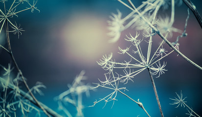 Autumn or winter landscape, natural background with dry flowers, selective focus