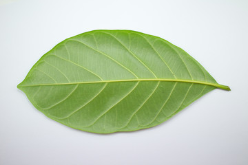Obraz premium jackfruit leaf isolate on white background