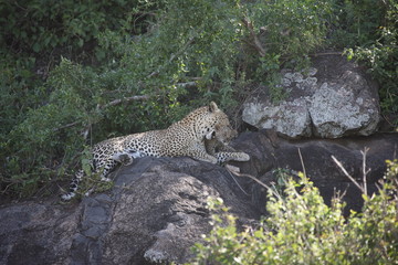 Fototapeta na wymiar Leopard Kenya Africa savannah wild animal cat mammal
