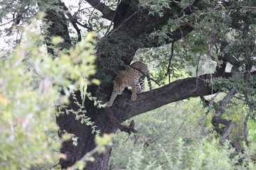 Leopard Kenya Africa savannah wild animal cat mammal