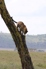 Leopard Kenya Africa savannah wild animal cat mammal
