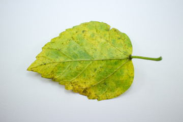 Disease Leaf of Chinese hibiscus flower isolated