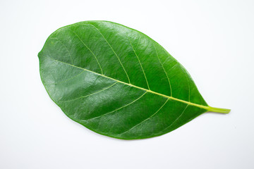 Fototapeta na wymiar jackfruit leaf isolate on white background