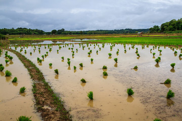 Rice seedlings