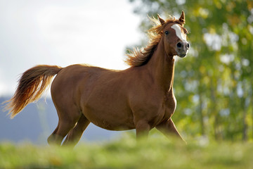 Chestnut Horse running.