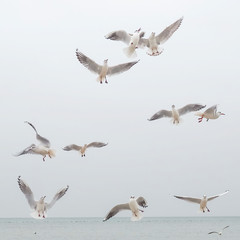Möwenschwarm am Himmel über dem Bodensee © penphoto