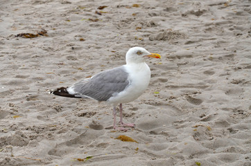 Silbermöwe an der Ostsee