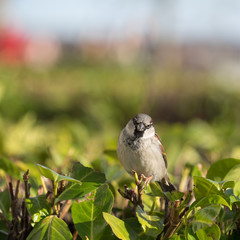 Spatz sitzt auf einem Busch und schaut in die Kamera