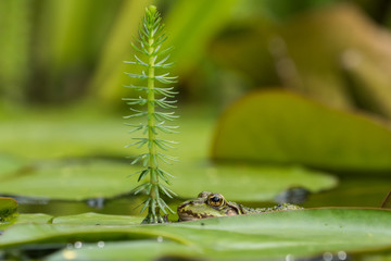 European green frog in the water between water lily leaves facing left with a mares tail in front of it 