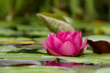 A red water lily flower and leaves in a garden pond with the flower in the right side of the photo