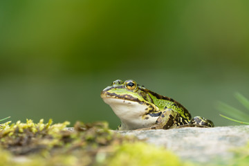 European green frog sitting on a rock facing left with vegetation in the blurred background